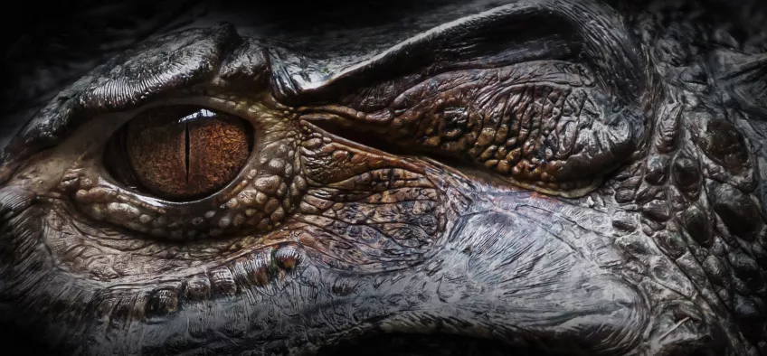 A close up of an alligator eye. Photo.