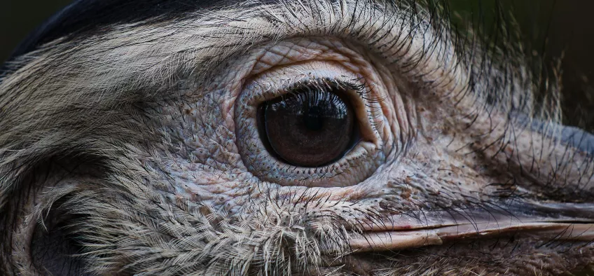 A close up of a nandu eye. Photo: Nico Franz.