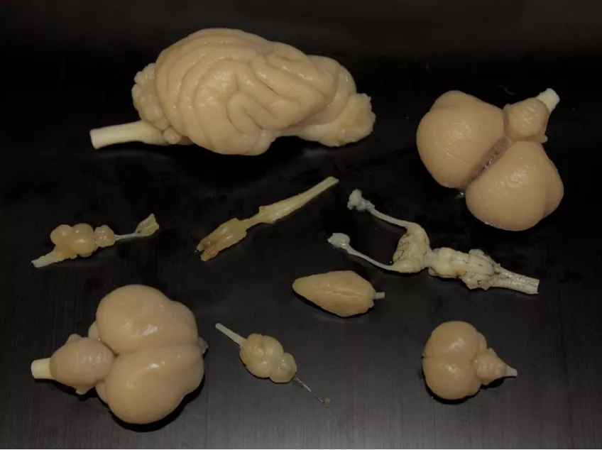 Different vertebrate brains on display.