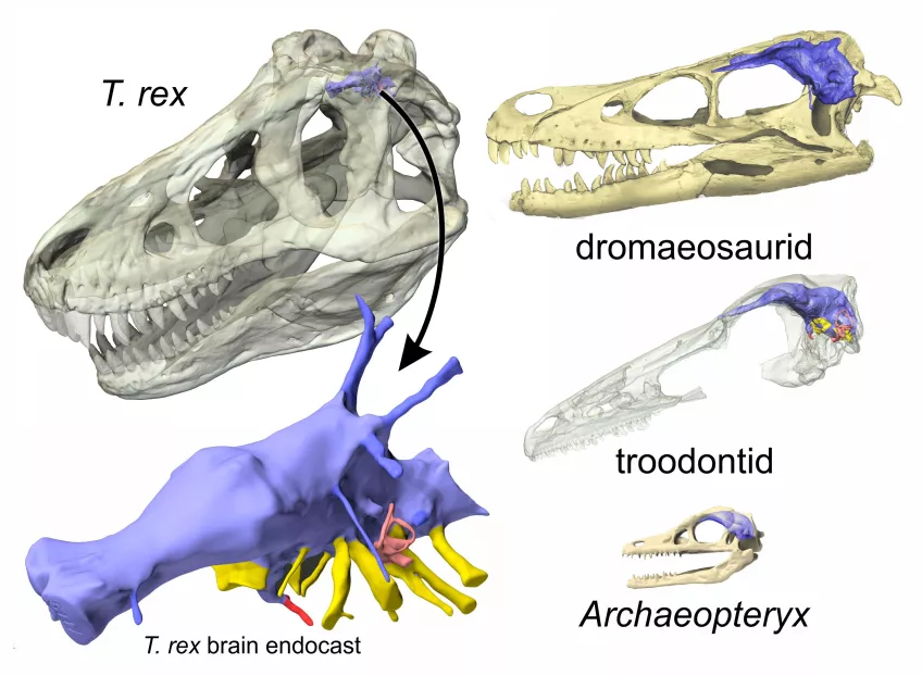 A figure of brain endocasts and brains in extinct samples of dinosaurs.