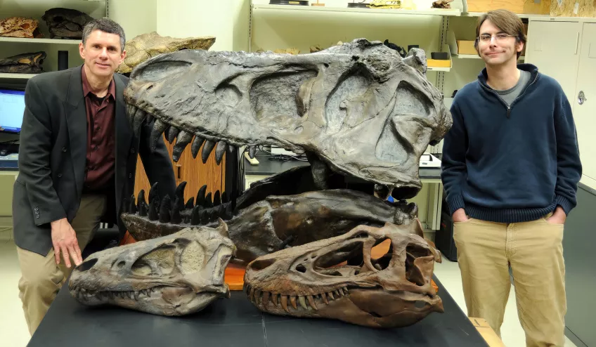 Scientists Larry Witmer and Ryan Ridgely standing together with several Tyrannosaurid sculls.